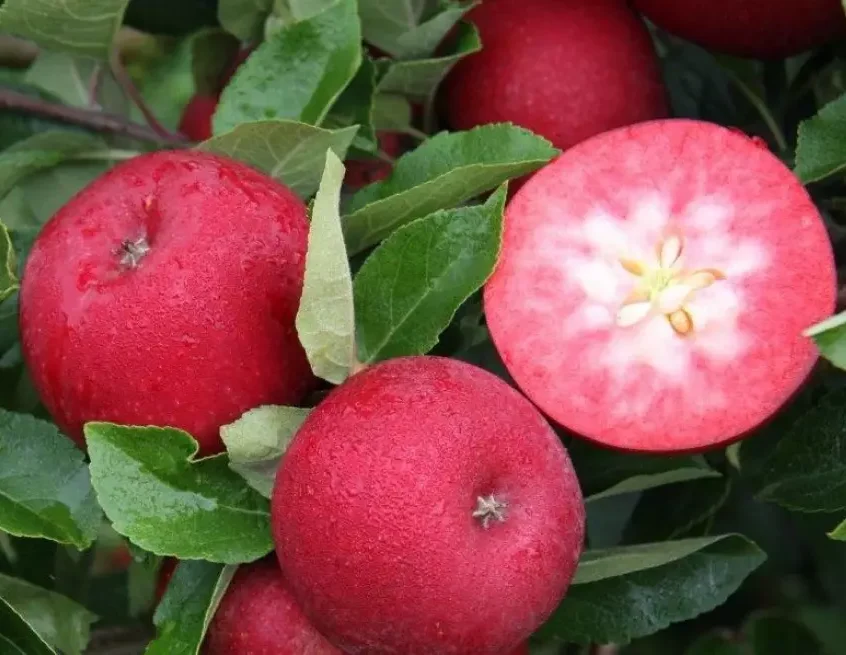 Розетте (червономʼякотний)