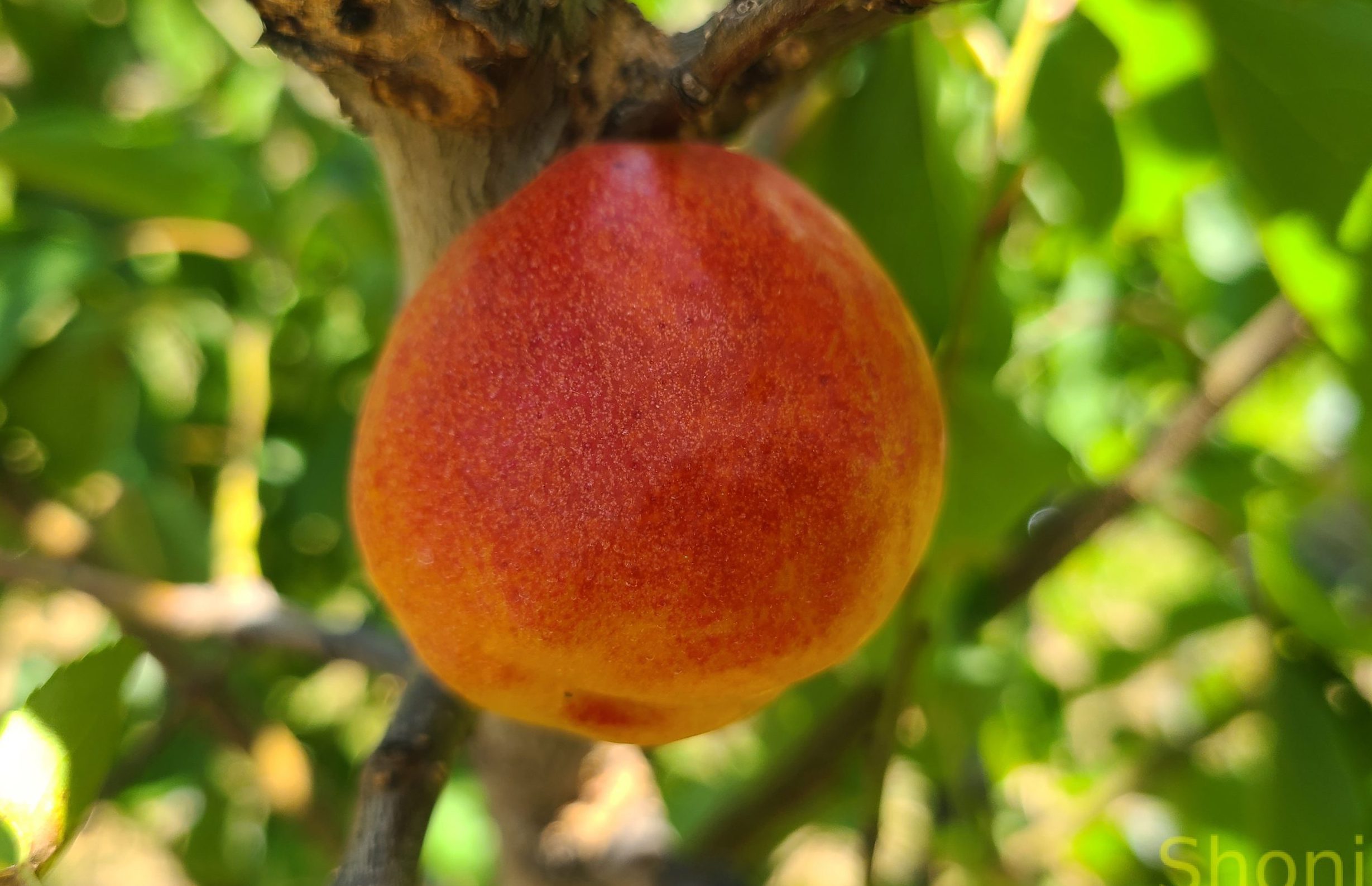 Апріум (гібрид, пізнього терміну)