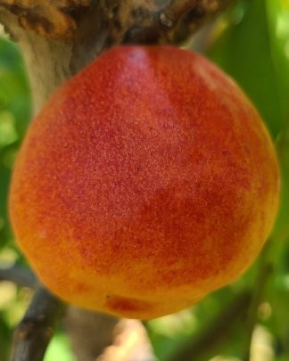 Апріум (гібрид, пізнього терміну)