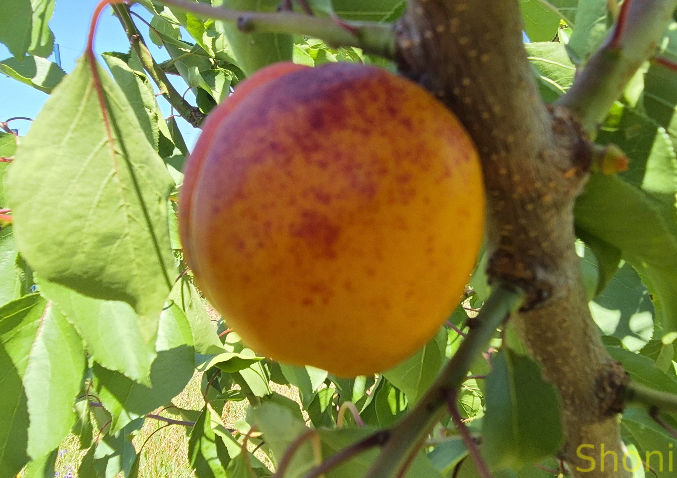 Апріум (гібрид, пізнього терміну) - Зображення 2