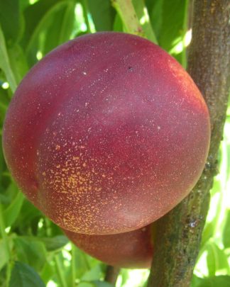 Джеа (середнього терміну)