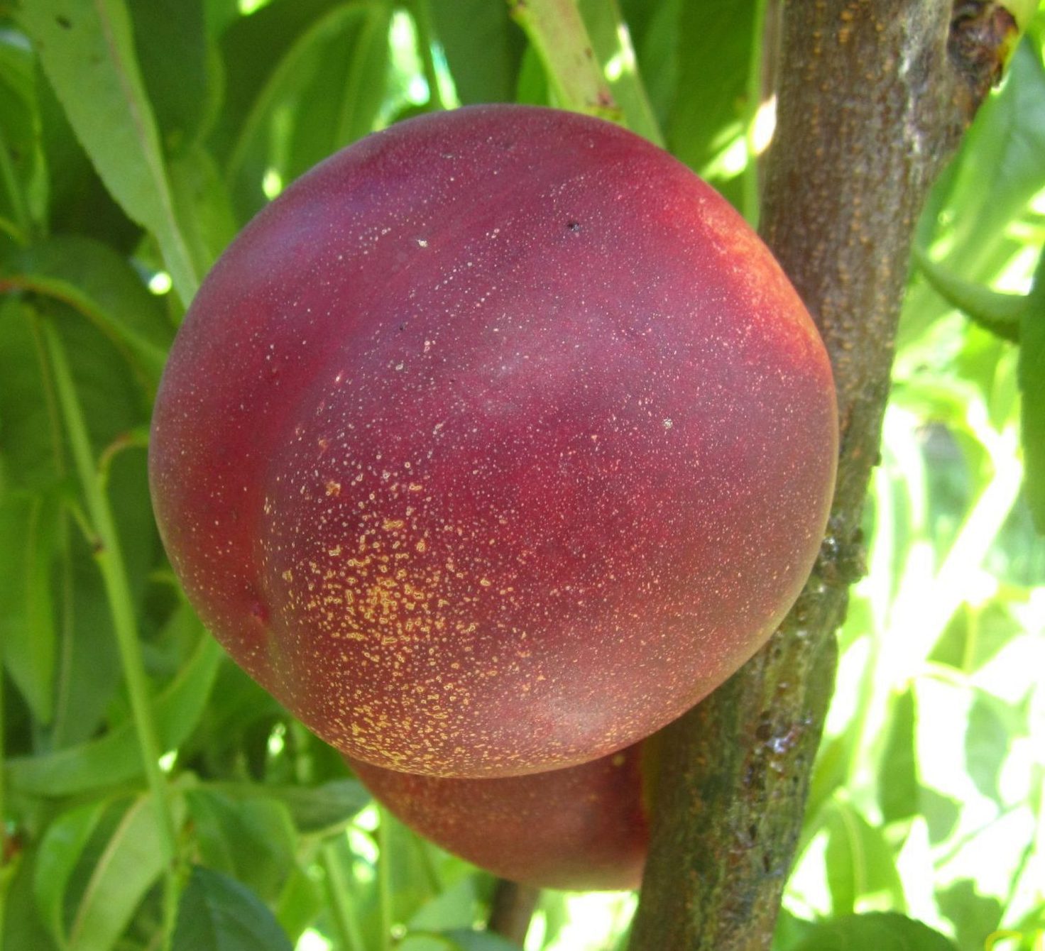 Джеа (середнього терміну)