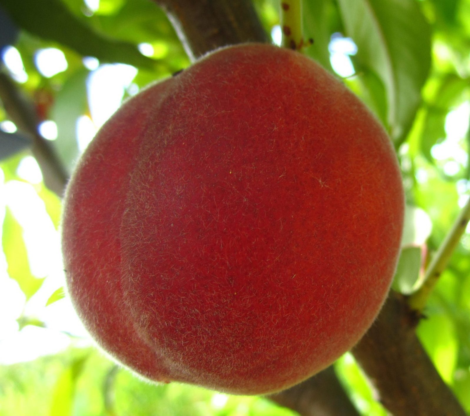 Екстрім 6 (раннього терміну)