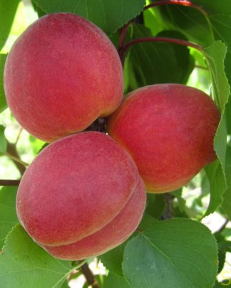 Конгат (пізнього терміну)