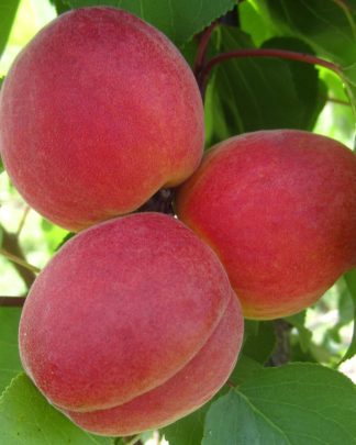 Конгат (пізнього терміну)