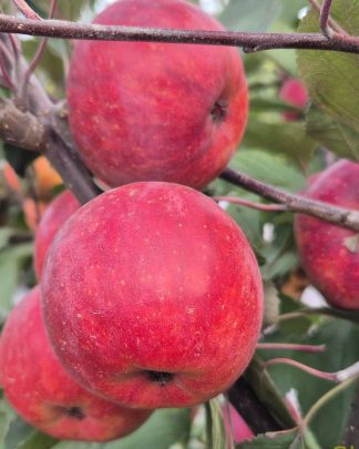 Ред Пешн (червоном'якотний)