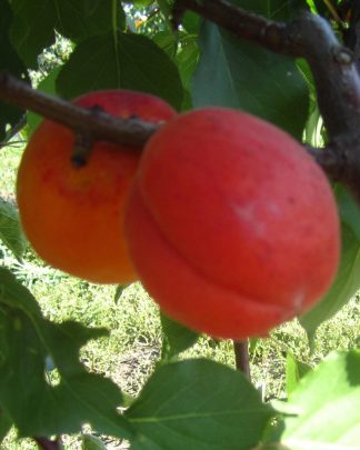 Фарбелі (пізнього терміну)