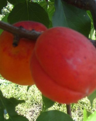 Фарбелі (пізнього терміну)