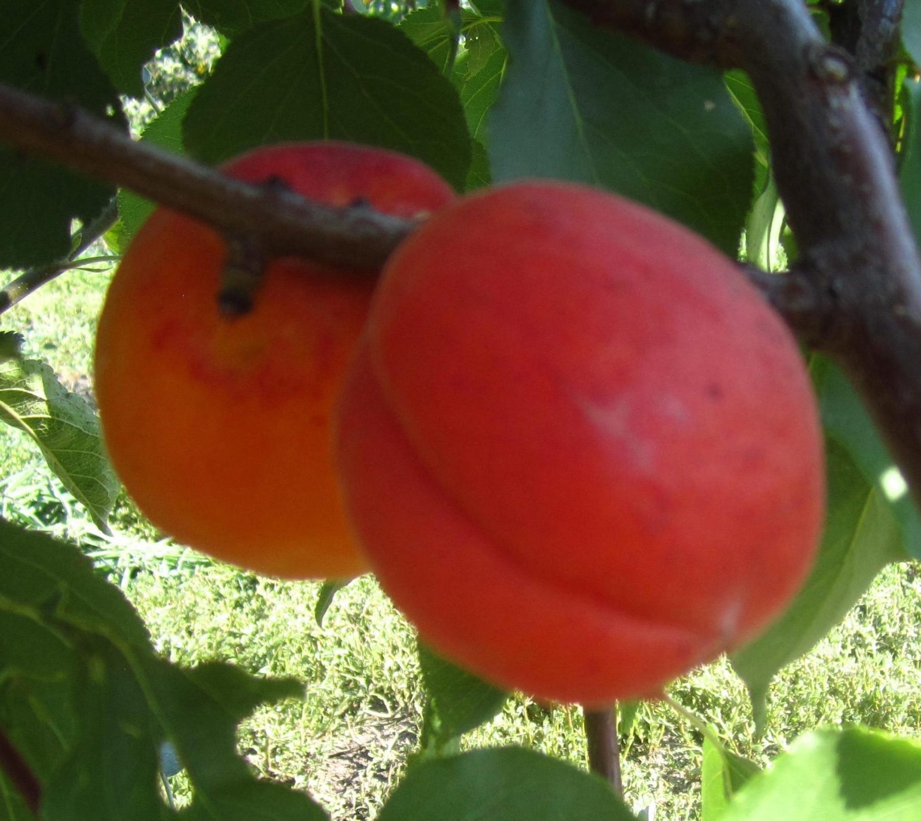 Фарбелі (пізнього терміну)