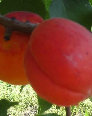 Фарбелі (пізнього терміну)