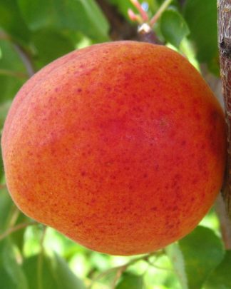 Фріссон (пізнього терміну)