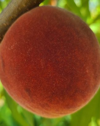 Харнас (раннього терміну)