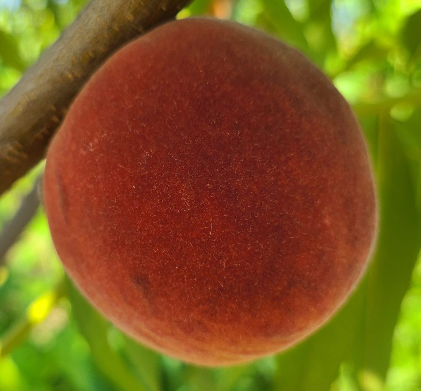 Харнас (раннього терміну)