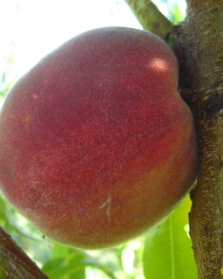 Флемін Ф’юрі ПФ 25 (пізнього терміну)