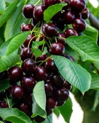 Санбьорст (самоплідний, пізнього терміну)