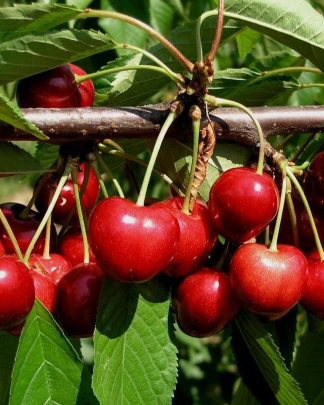 Тамара (середньо-пізнього терміну)