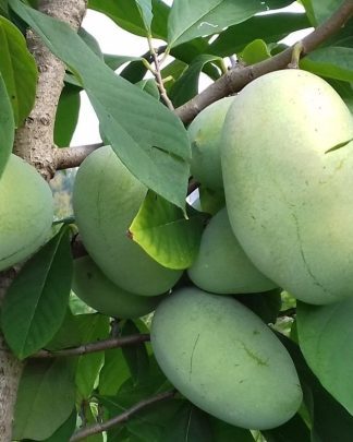 Азиміна «Пріма 1216» (самоплідний)