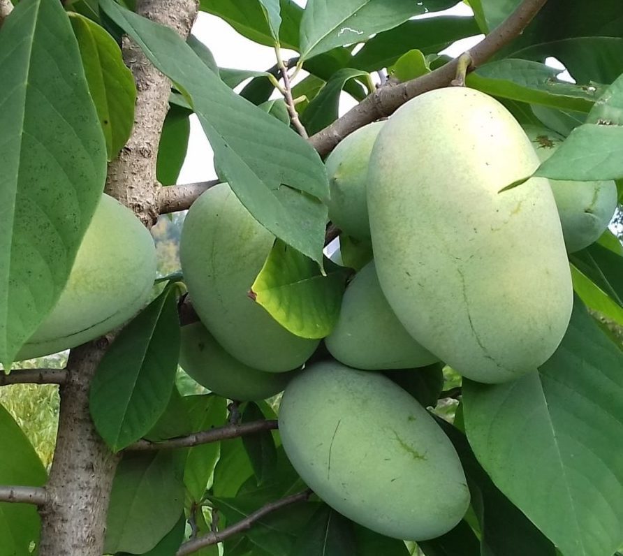 Азиміна «Пріма 1216» (самоплідний)