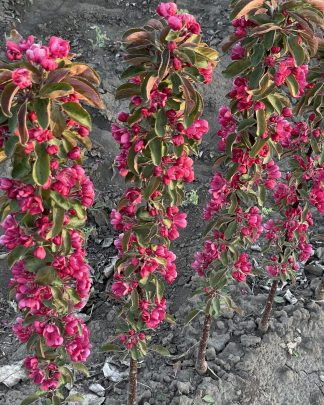 Аполло (колоноподібний)