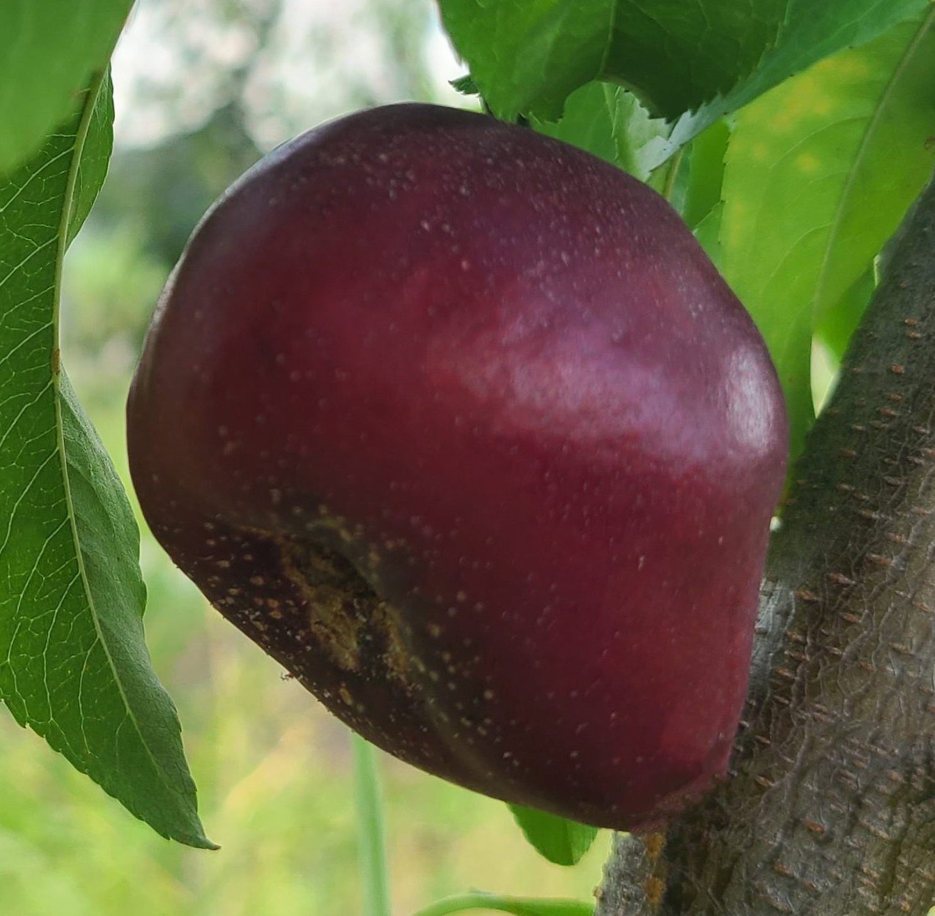 Донат (плоский, середнього терміну)