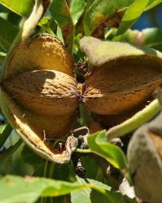 Мигдаль «Вейро»