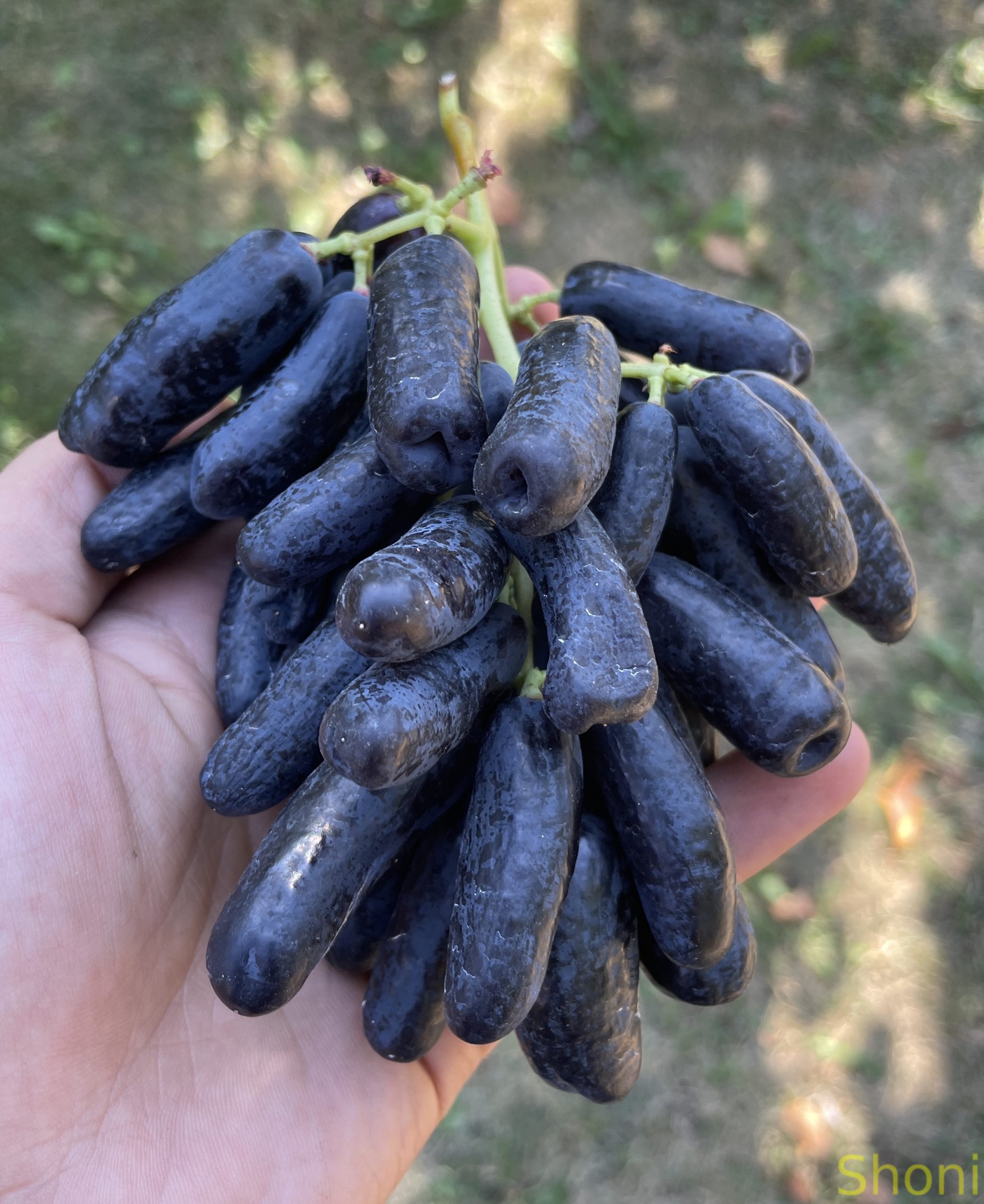 Світ Сапфір (кишмиш) - Зображення 2