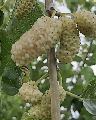 Біле Перо