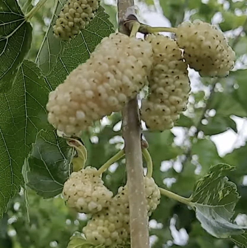 Біле Перо