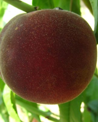 Ред Робін (червономʼякотний, середнього терміну)