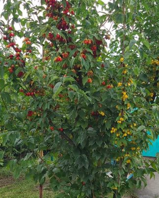 Кизил двосортовий 'Йоліко' (+'Янтарний')