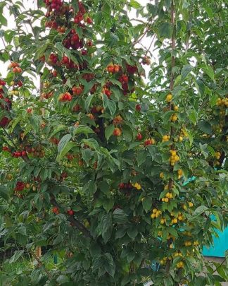 Кизил багатосортовий «Йоліко» (+«Янтарний» і «Радість»)