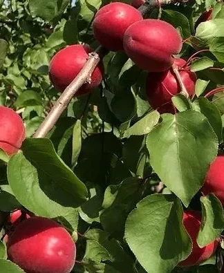 Тотем (раннього терміну)