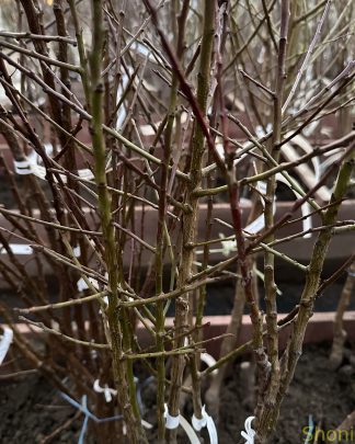 Прінц Март (низькорослий, пізнього терміну)