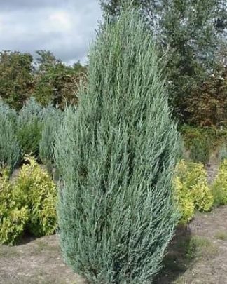 Ялівець скельний 'Скайрокет'