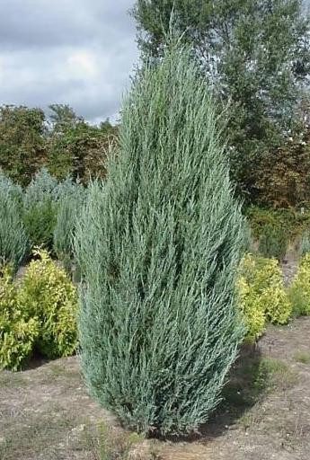 Ялівець скельний 'Скайрокет'