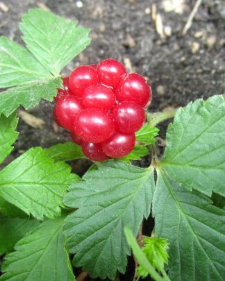 Княженіка «Аура»