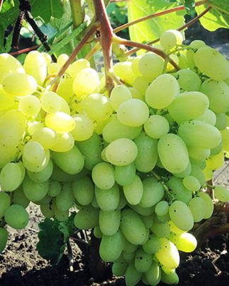 Геліодор (кишмиш)