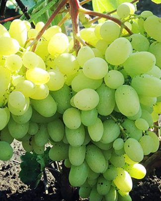 Геліодор (кишмиш)