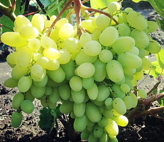 Геліодор (кишмиш)