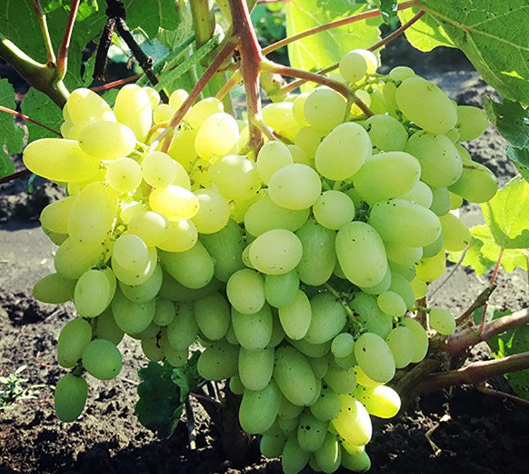 Геліодор (кишмиш)