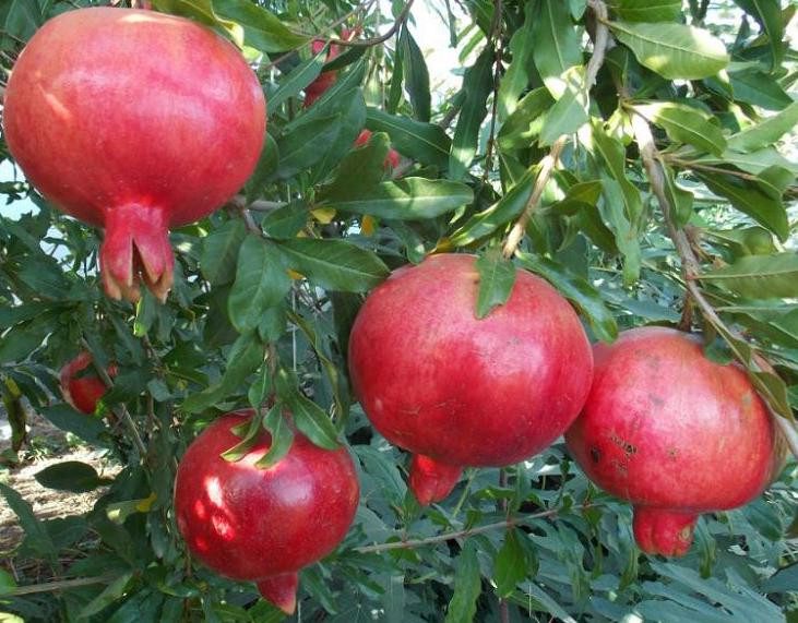 Гранат «Ак-Дона»