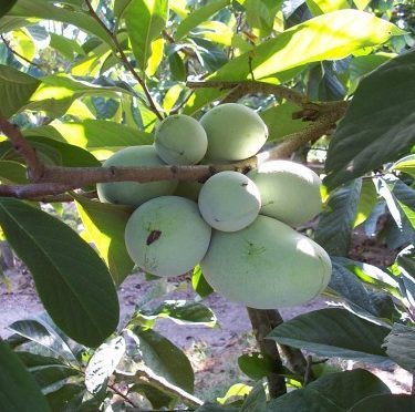 Азиміна «Мері Фус Джонсон»