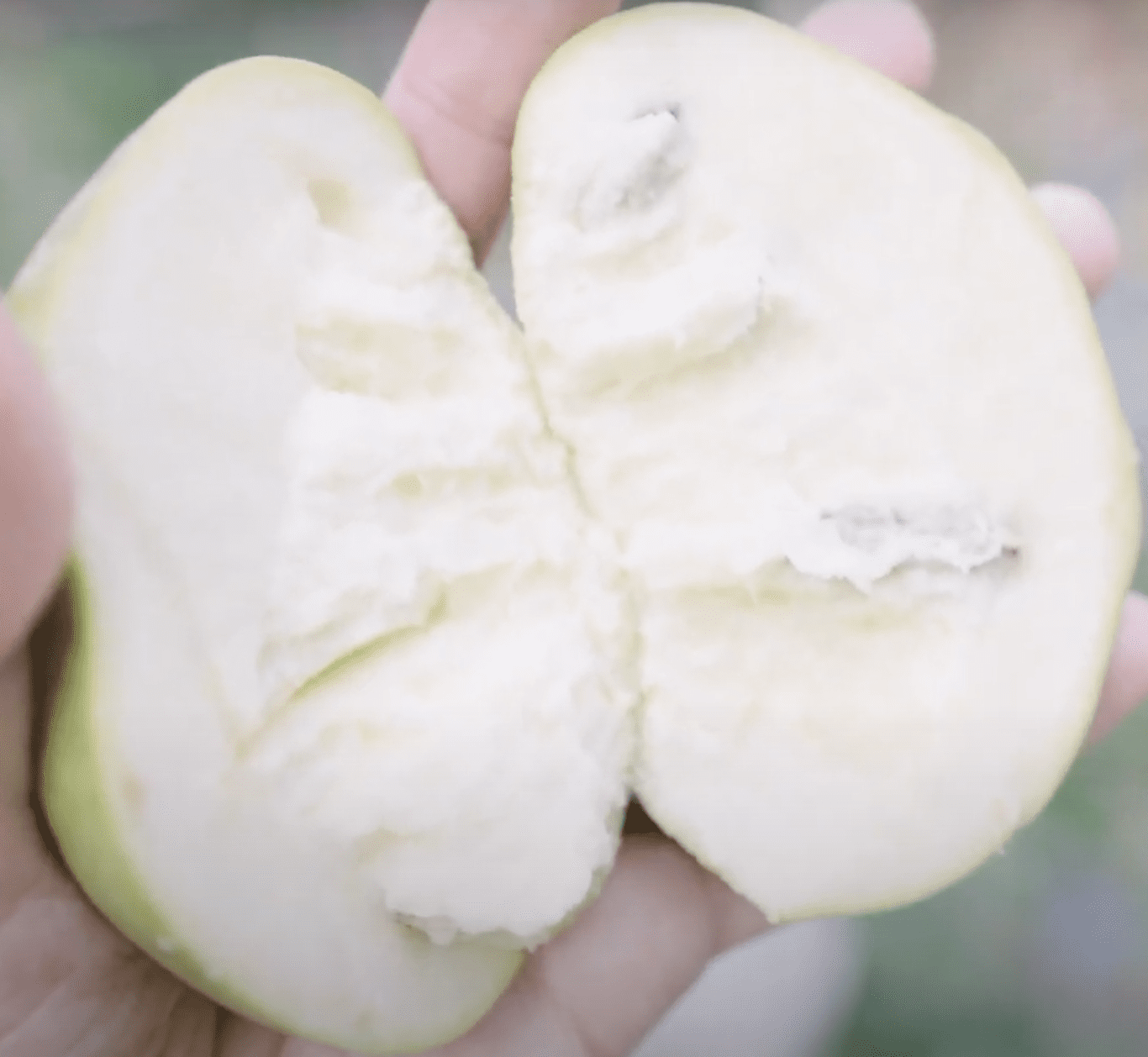 Азиміна «Ал Горн»