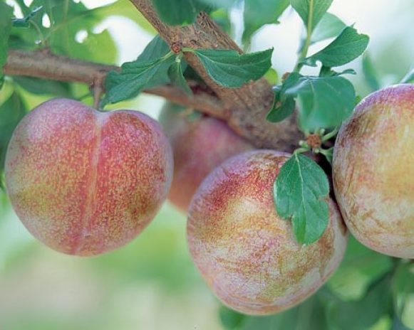 Флейвор Супрім (плуот, середнього терміну)