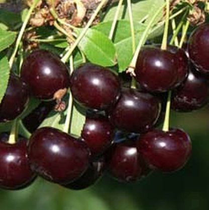 Саскія (самоплідний, середнього терміну)