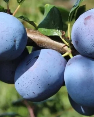 Топ Гігант (середнього терміну)