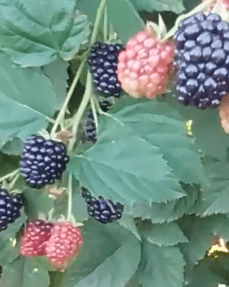 Блек Меджік (ремонтантний)