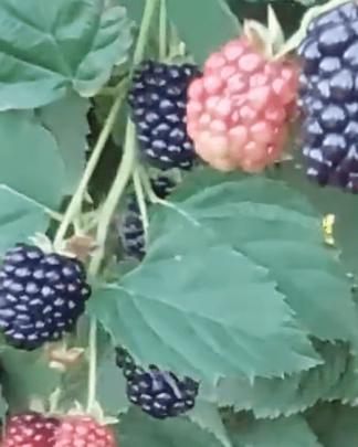 Блек Меджік (ремонтантний)