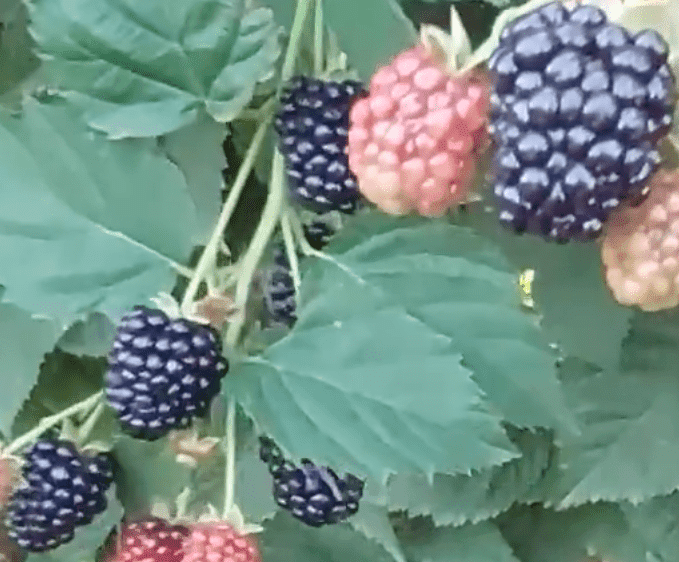 Блек Меджік (ремонтантний)