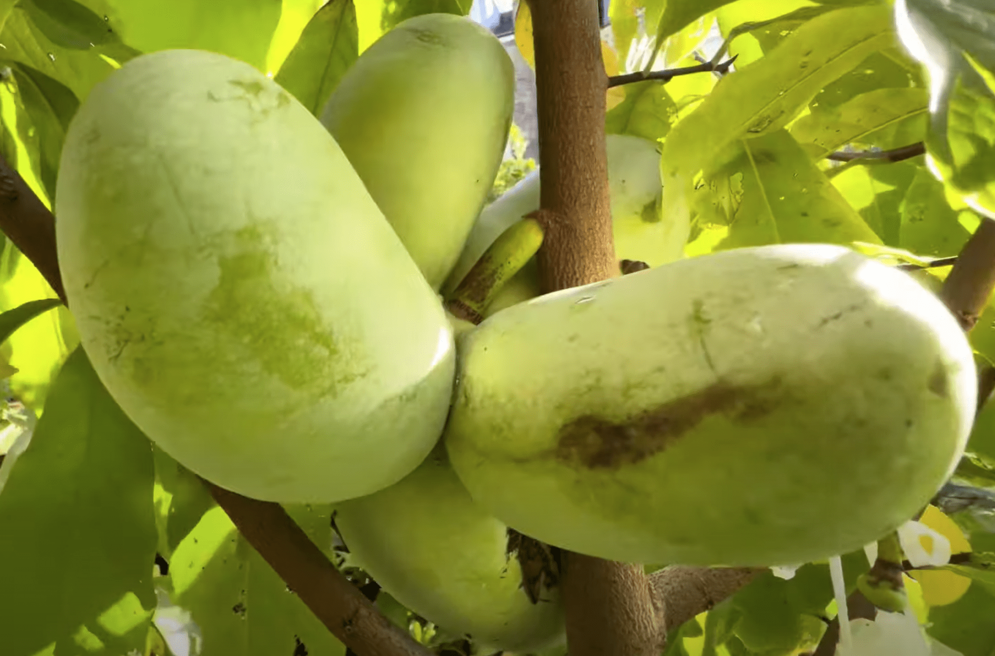 Азиміна «КСУ-Етвуд»